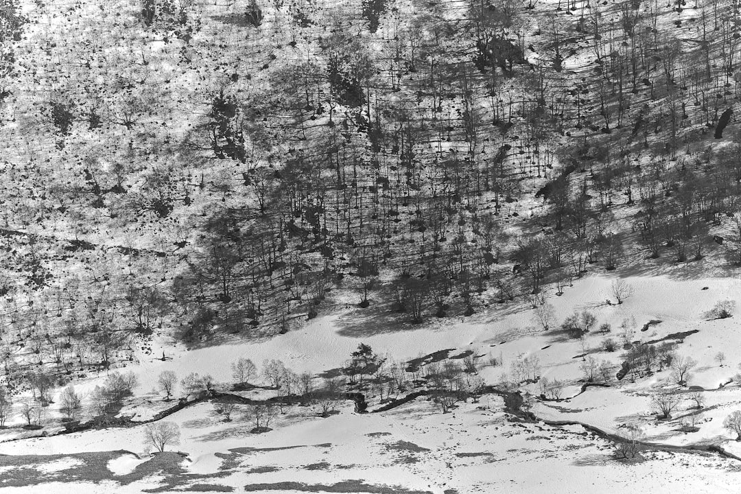 green leaf trees covered by snow