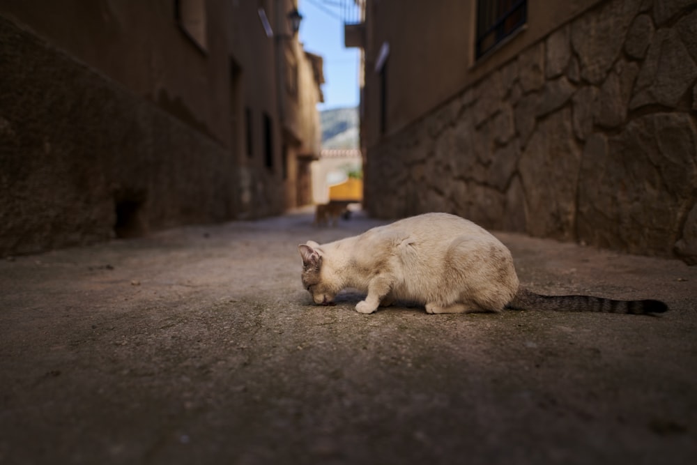 white cat between two buildings