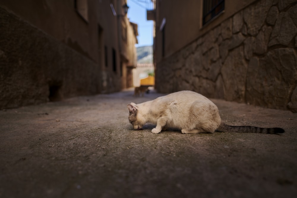 Weiße Katze zwischen zwei Gebäuden