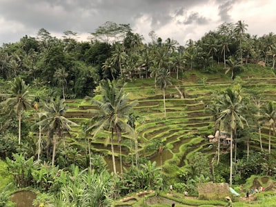 Rice Terraces - Indonesia