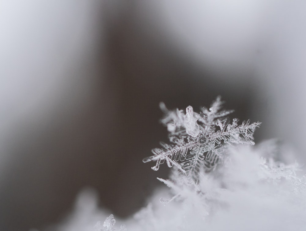 Fotografía de primer plano de copos de nieve