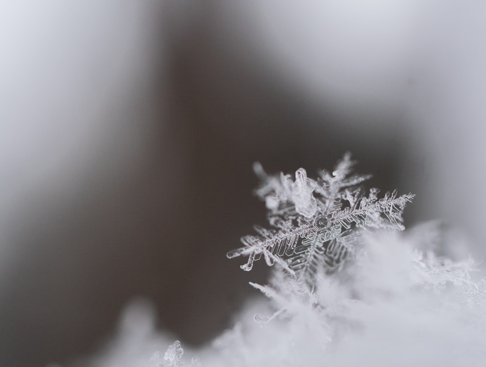 closeup photography of snowflakes