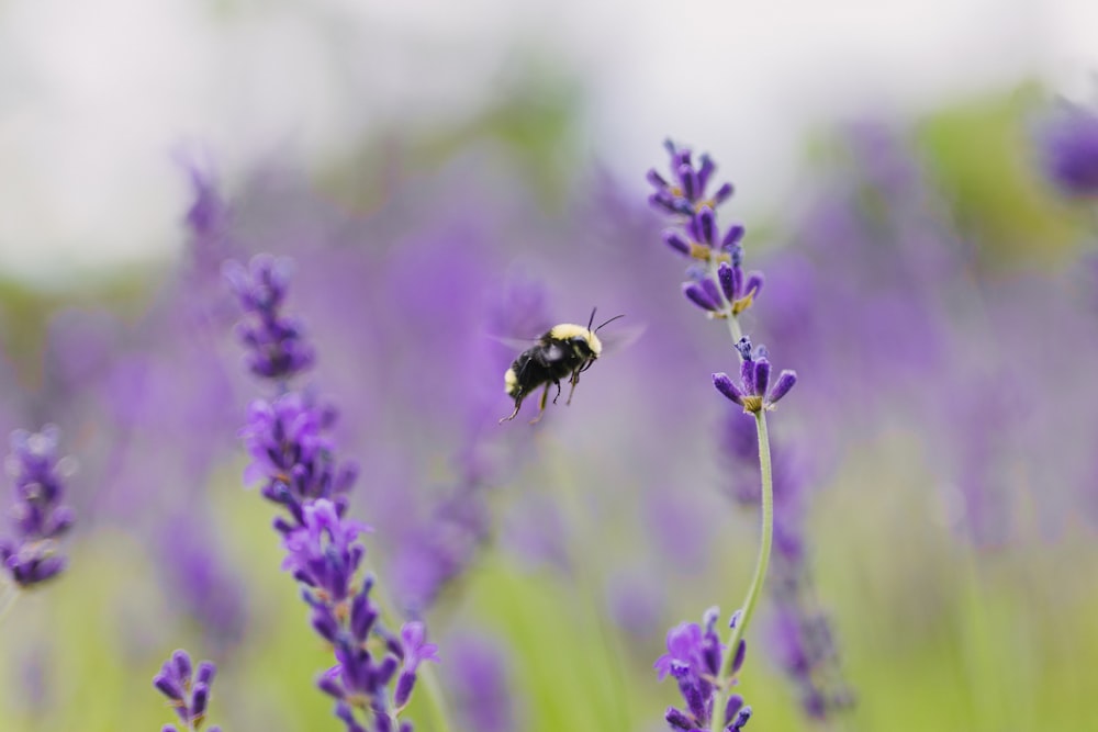 보라색 꽃 근처의 꿀벌