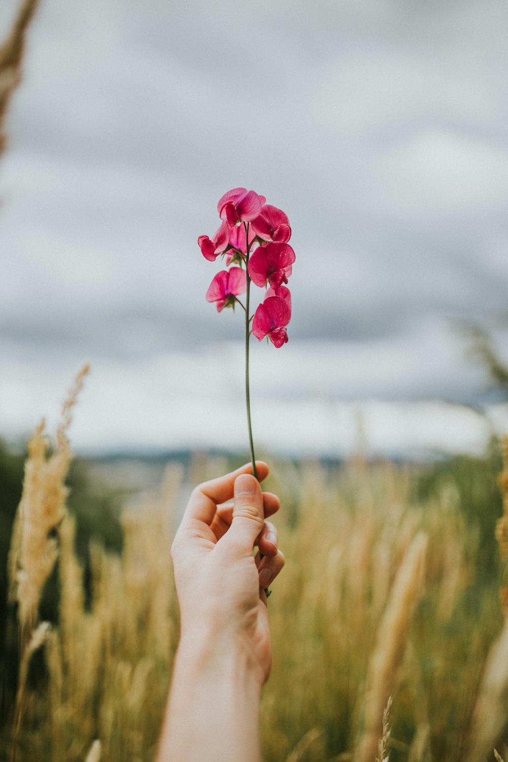 person holding pink moth orchid