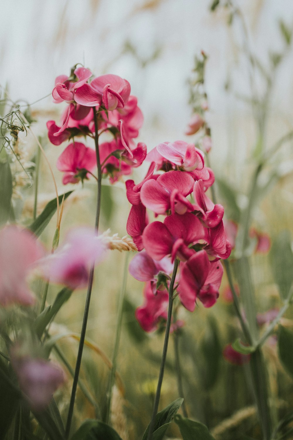 selective focus photography of pink moth orchids