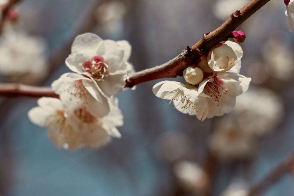 selective focus photography of white flowers