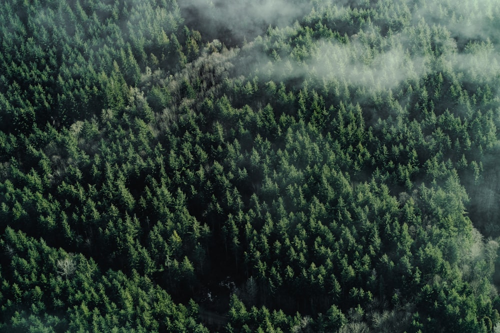 a forest filled with lots of green trees