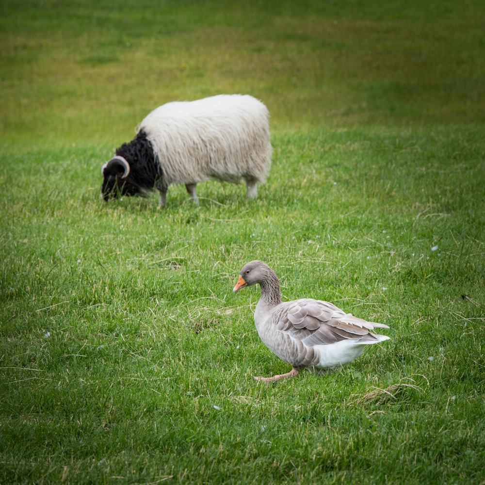 gray duck and white ram on green grass