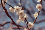 white flowering tree