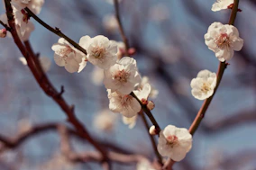 white flowering tree