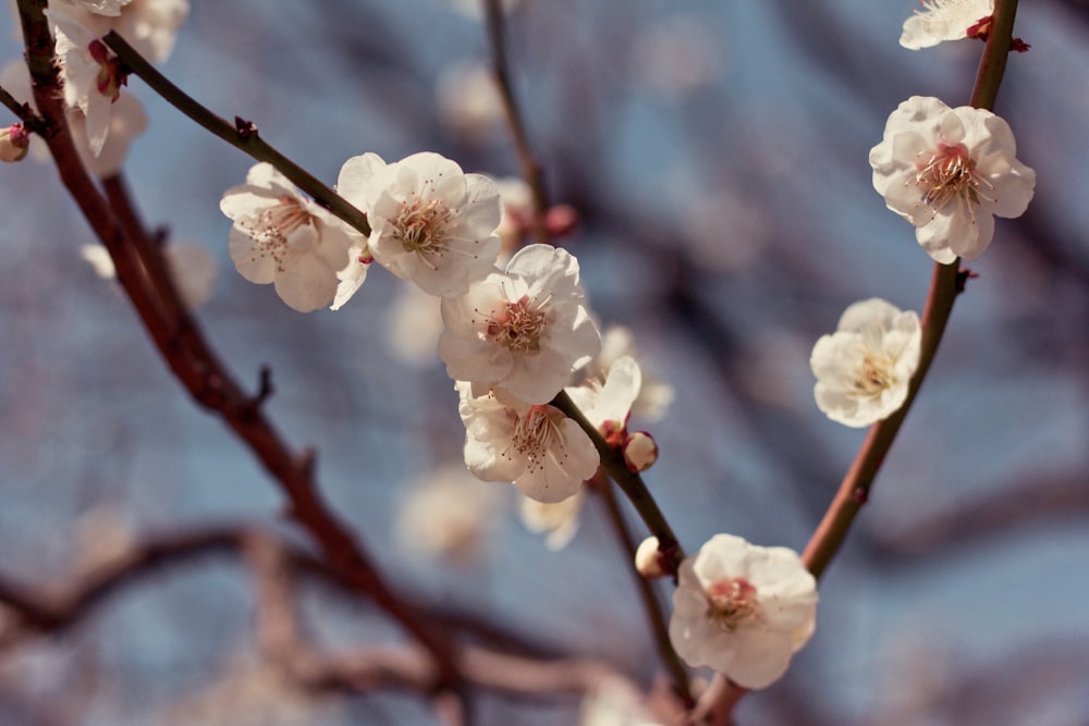 白い花の木