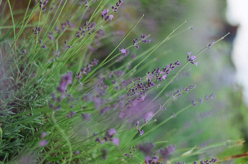 lavender flowers