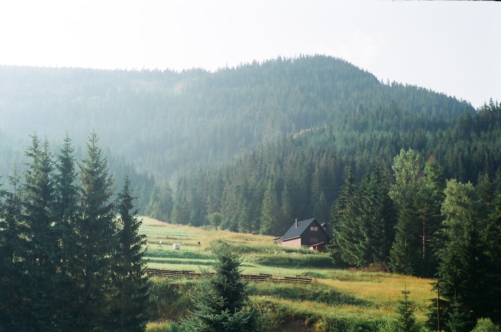 green forest