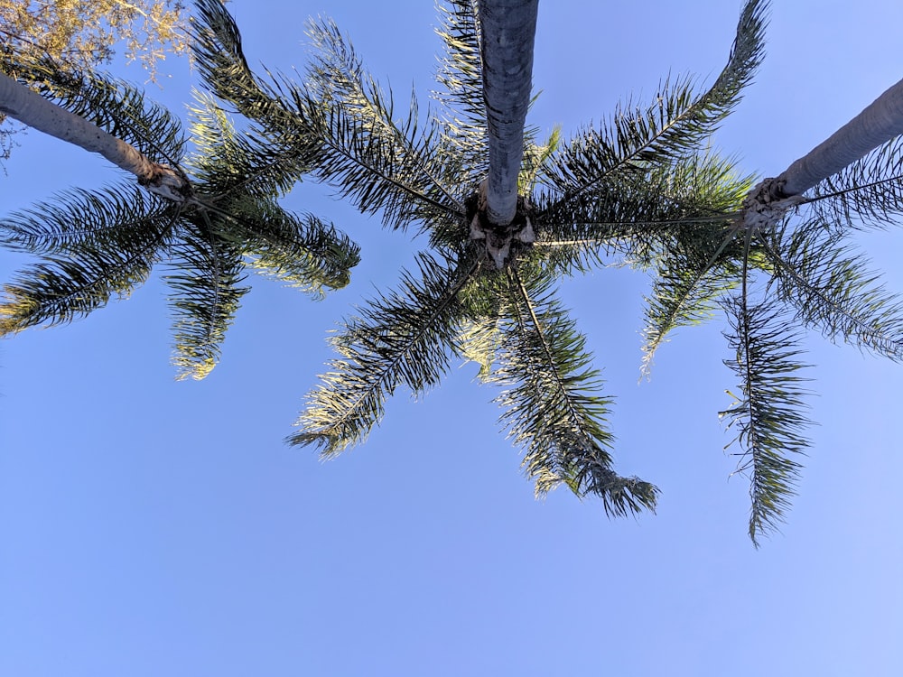 three palm trees