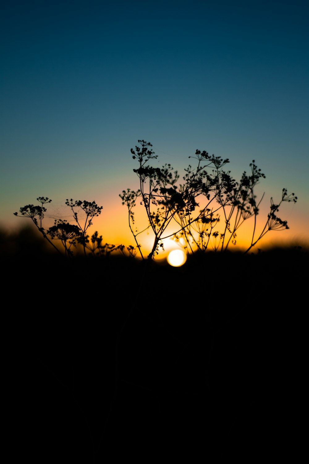 silhouette photography of flower during daytime