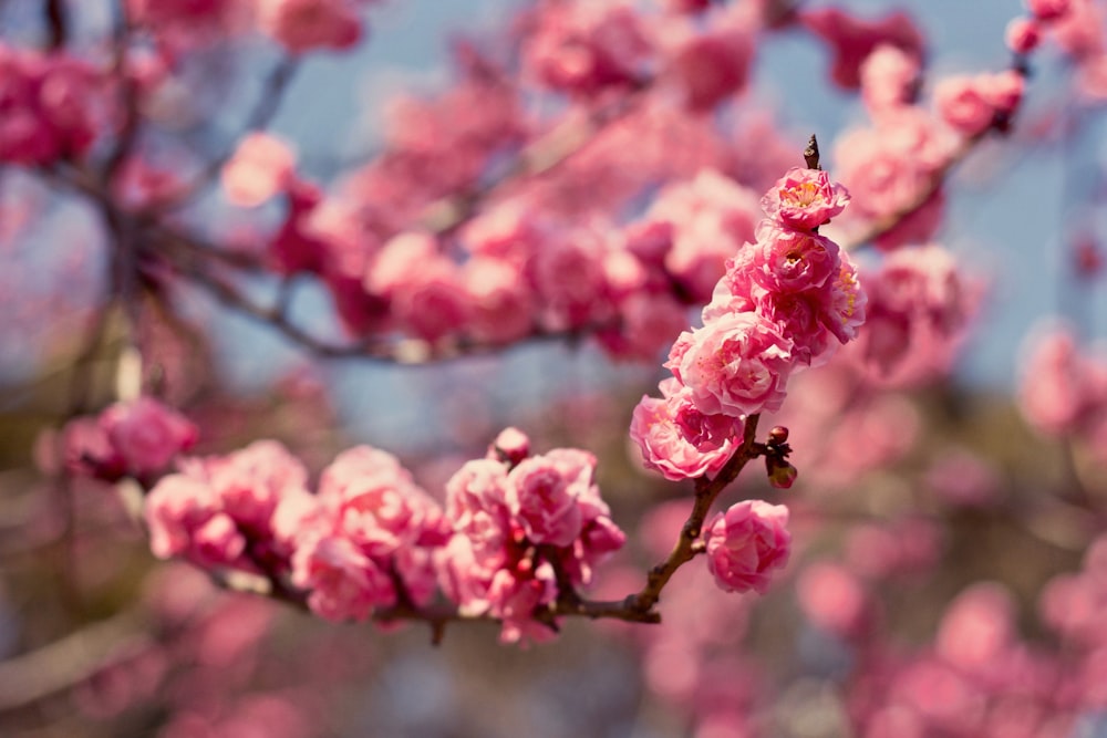 red-petaled flower