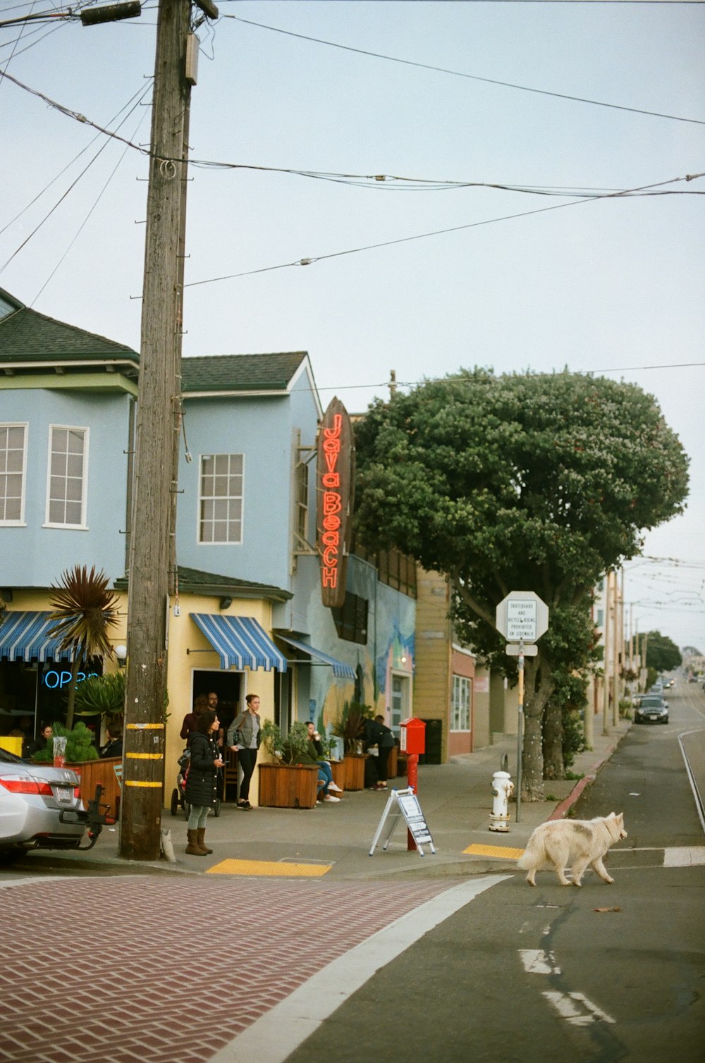 white dog on road near green tree