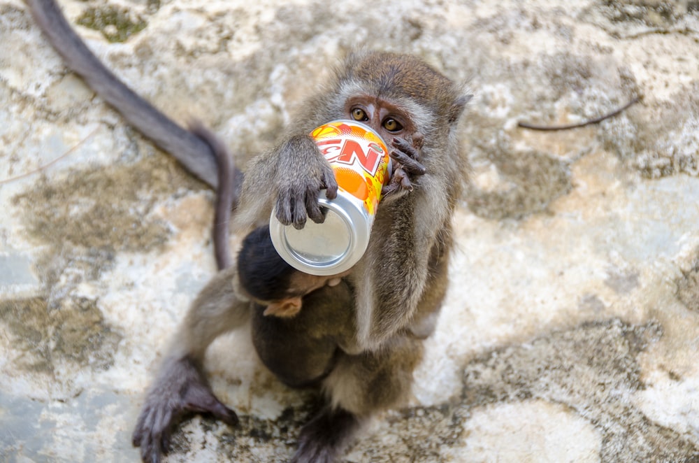 a monkey sitting on a rock drinking a can of soda