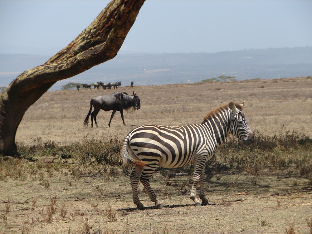 Zebra at daytime