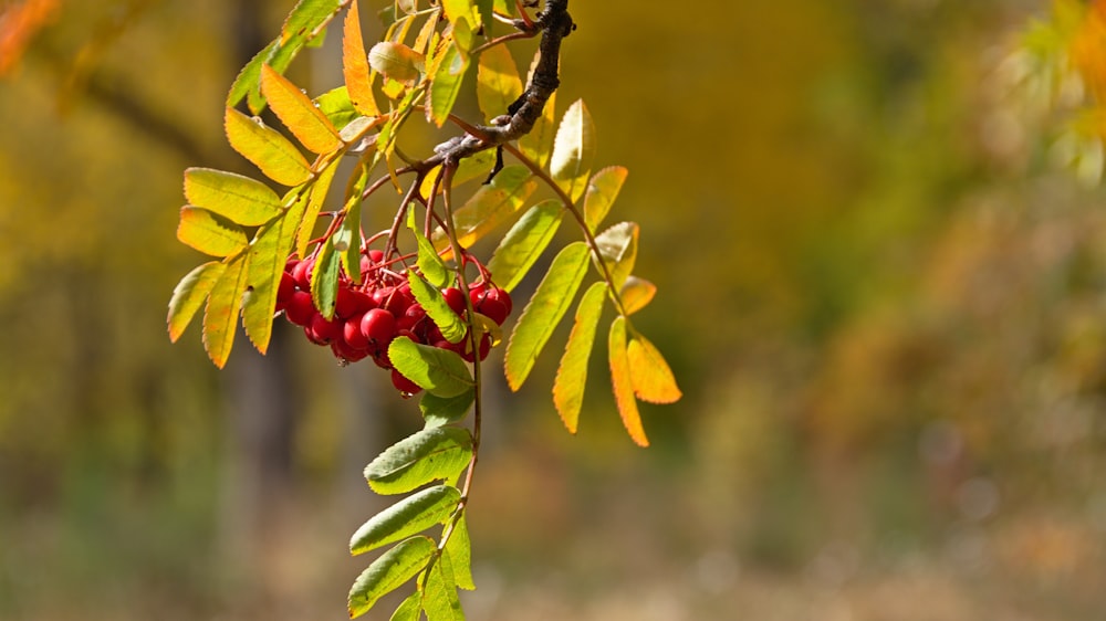 rote Früchte