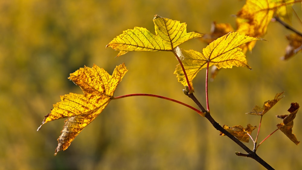 Photographie sélective des plantes à feuilles vertes