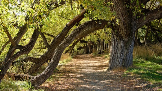 green-leafed trees in Queenstown Trail New Zealand