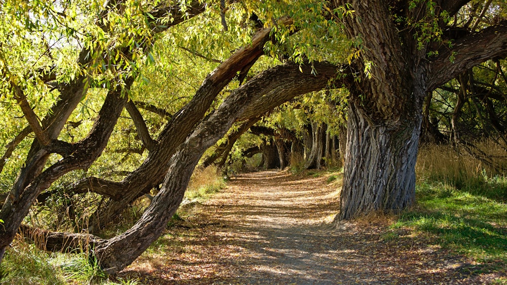 green-leafed trees