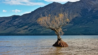 tree on body of water during daytime