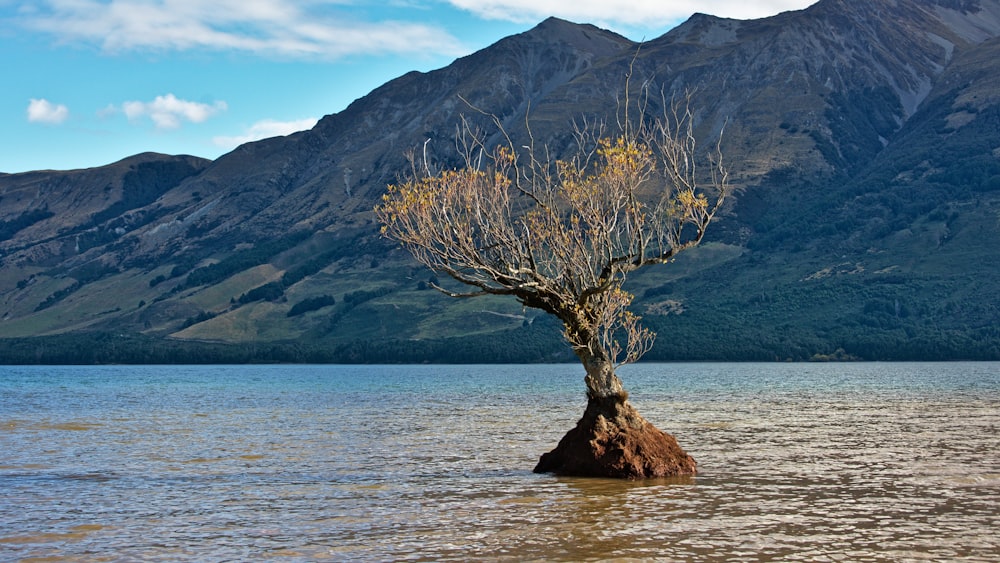 árvore no corpo de água durante o dia