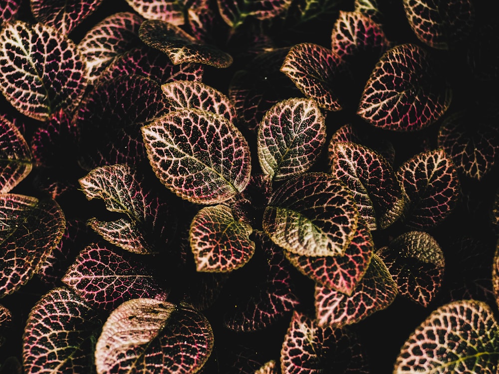 brown and green leaf plants