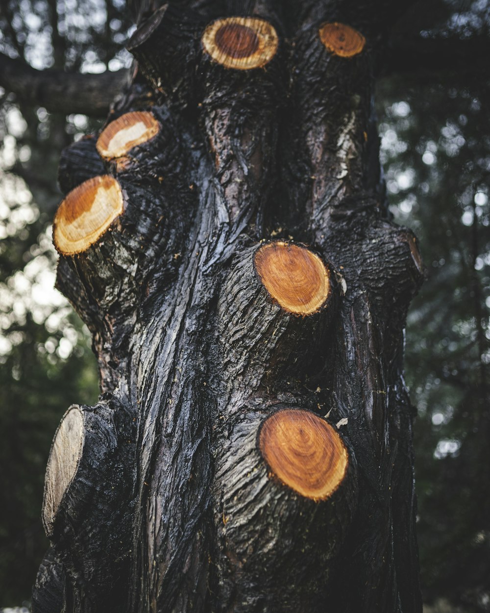 brown tree trunk