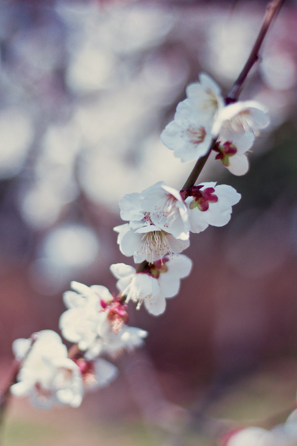 Fotografía de primer plano de flor de cerezo blanco