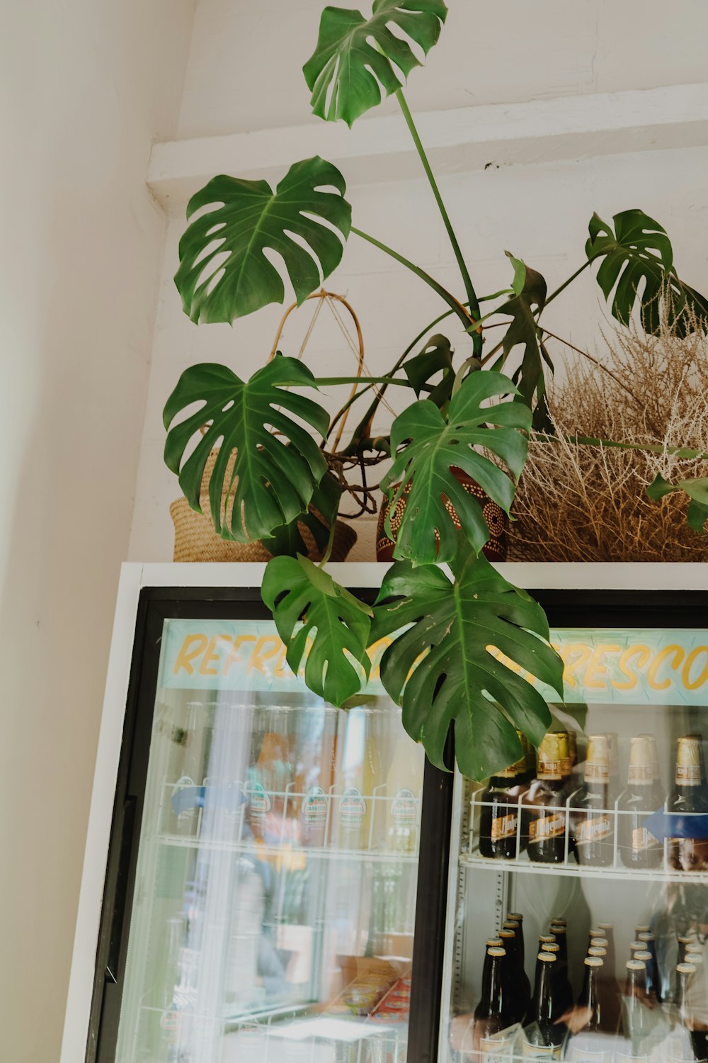 green-leafed plant on brown pot on top of beverage cooler