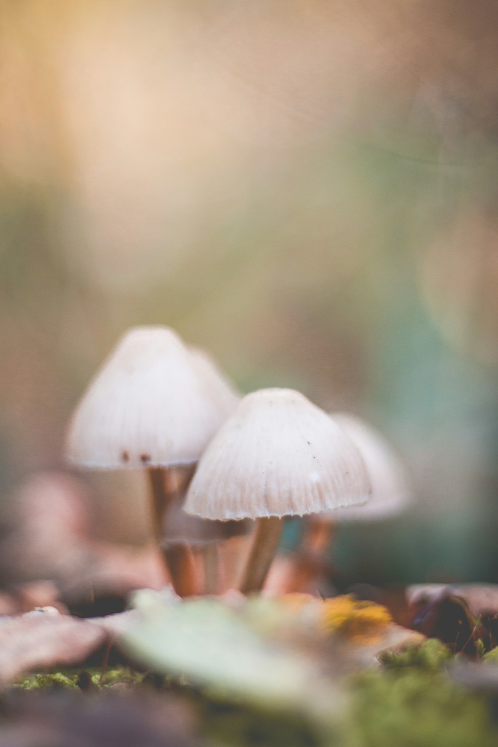 selective focus photo of mushrooms