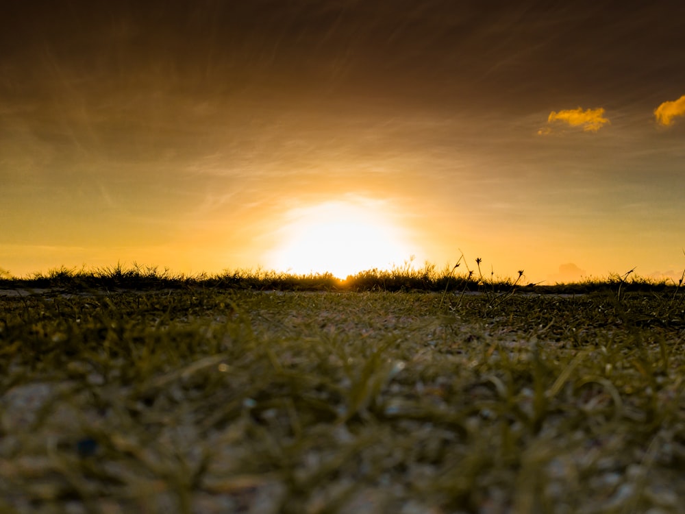 green grass lawn during sunset