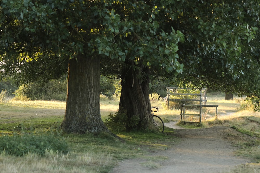 empty pathway and trees during daytime