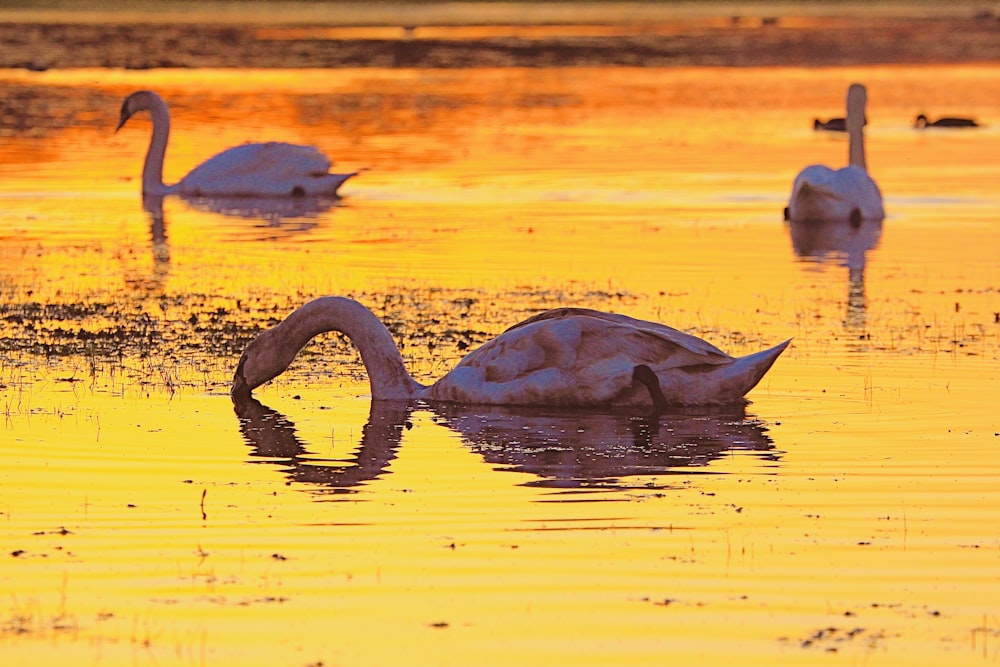three white long-neck swans on water