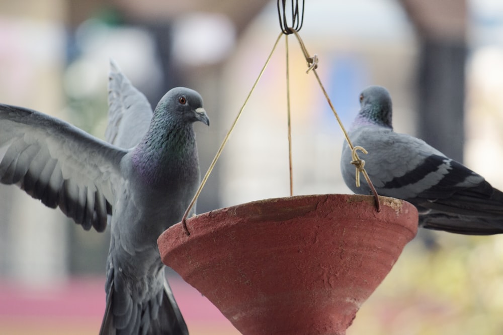 deux pigeons gris perchés sur un pot de fleurs