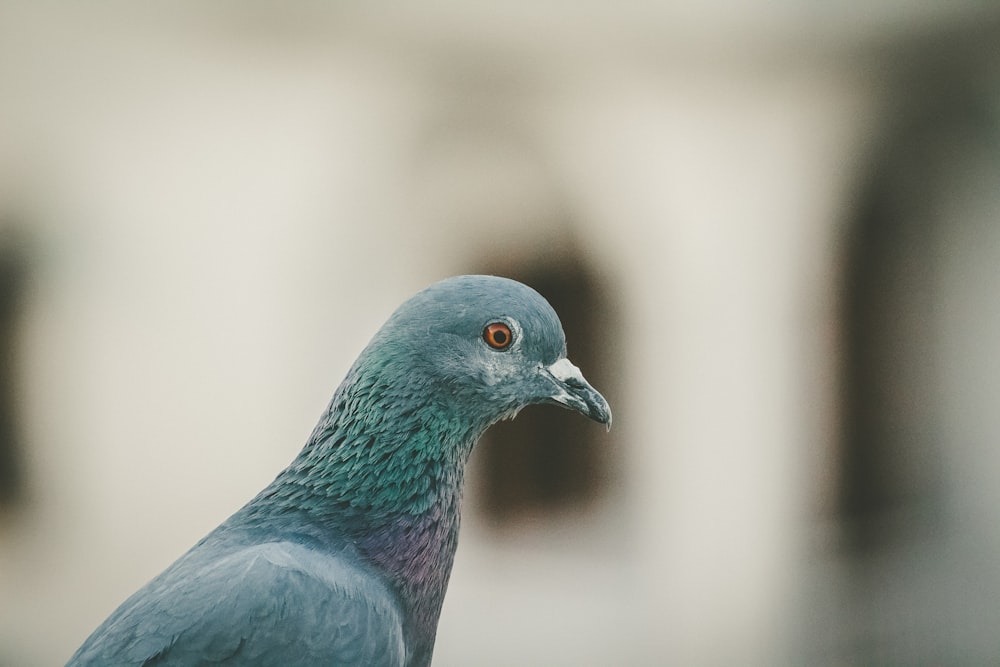 grayscale photography of pigeon