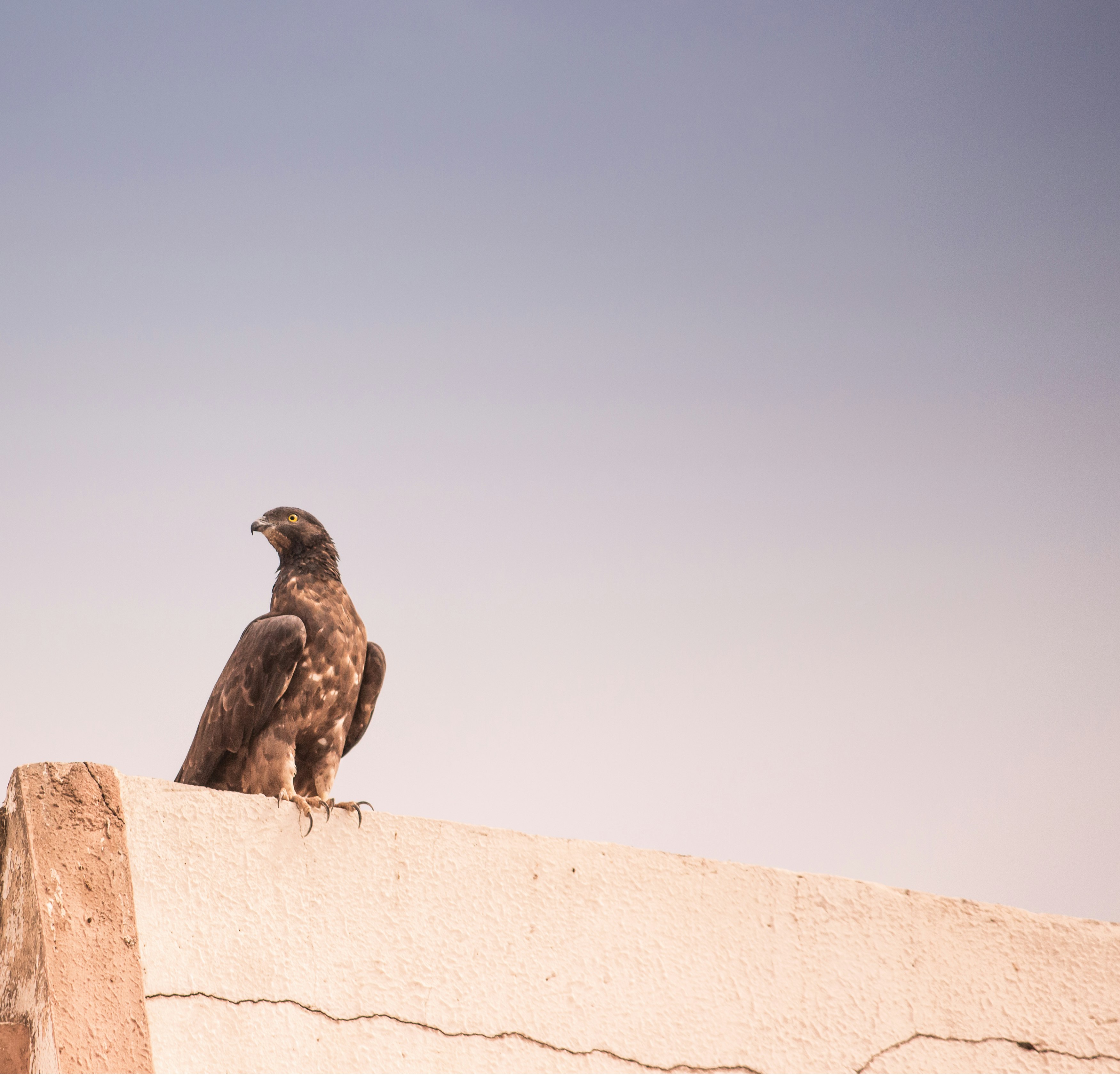 brown hawk perching on grey concrete wall