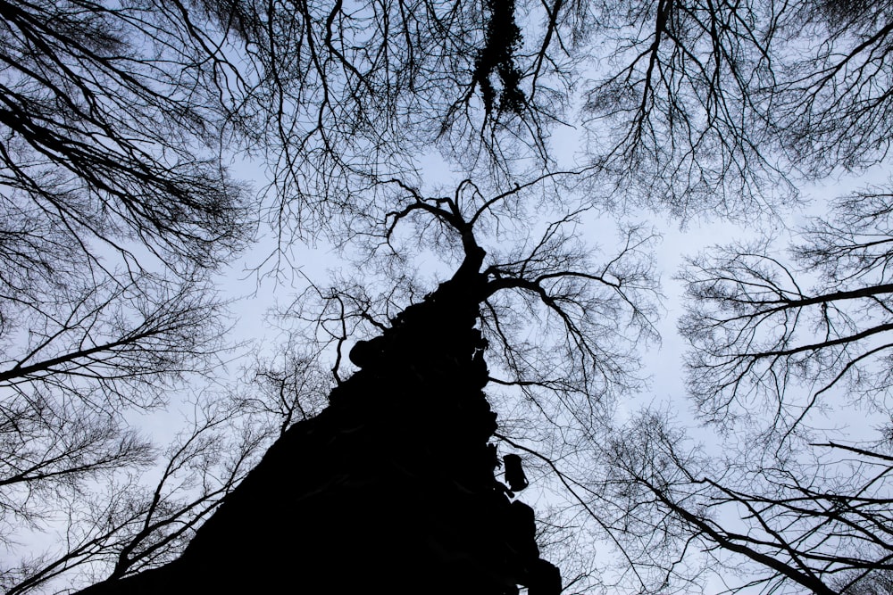 worm view photo of bare tree