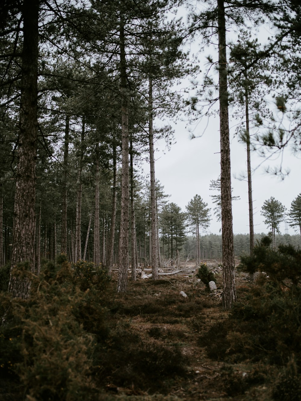 green trees