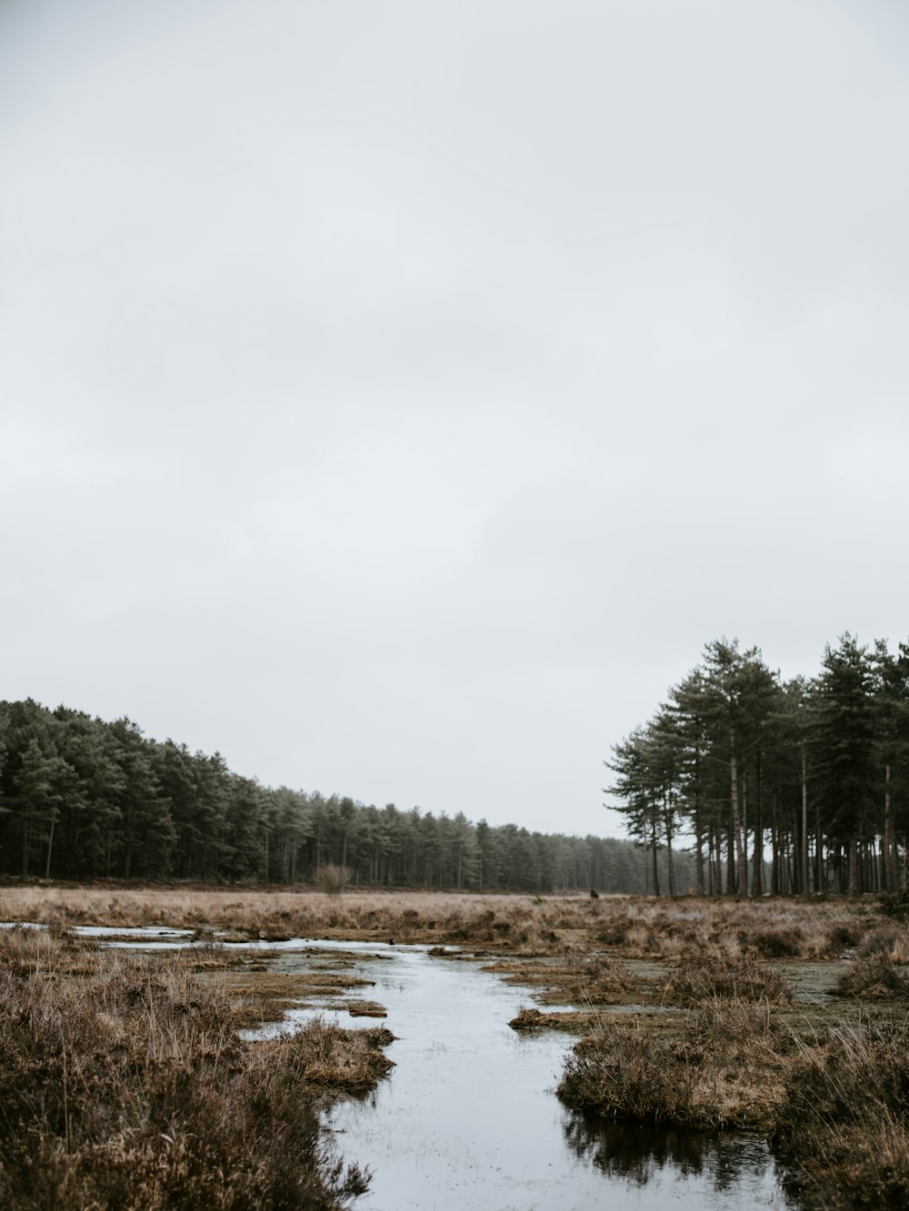 body of water near green leafed tree