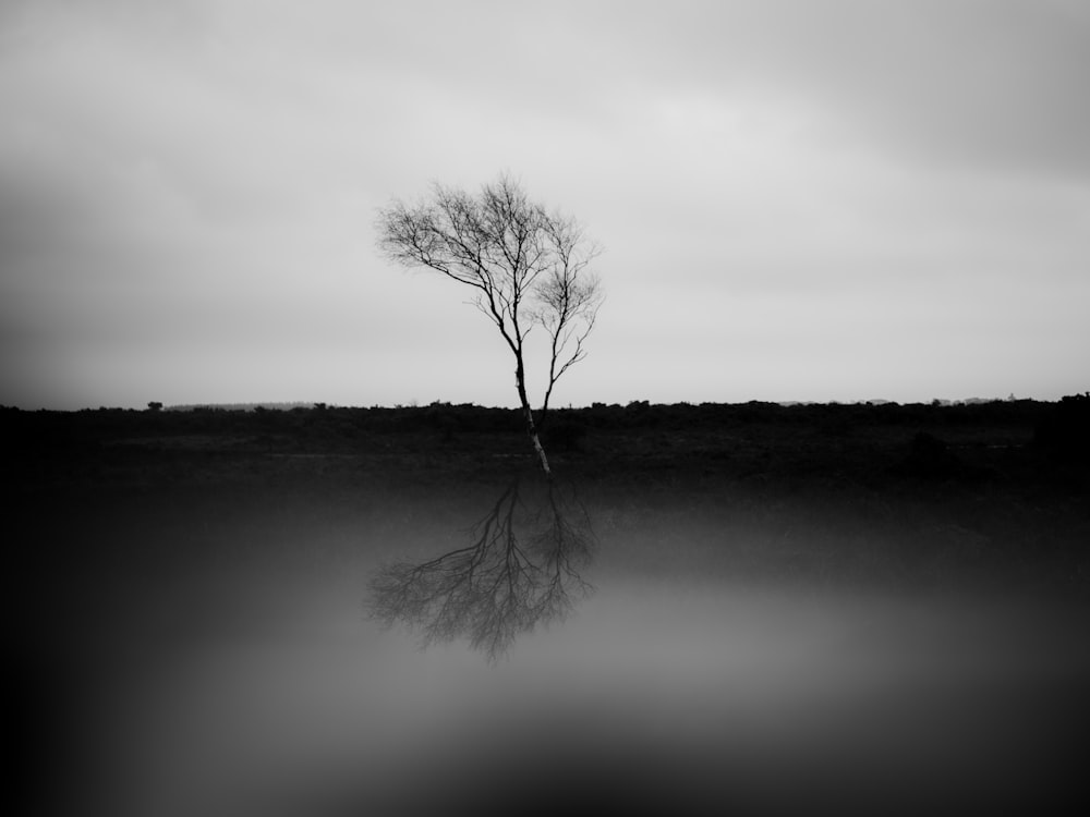 grayscale photography of withered tree