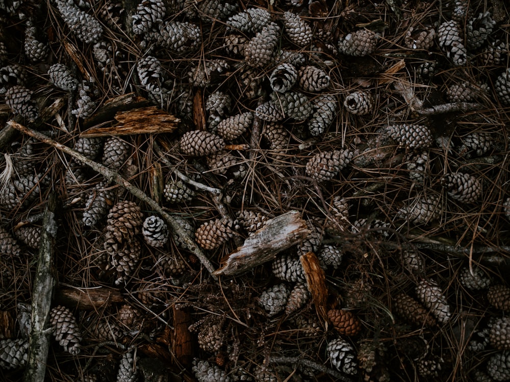 a bunch of pine cones on the ground