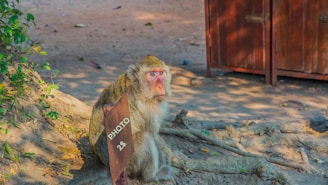 A monkey is sitting on a dirt ground next to a small wooden sign that reads 'PHOTO 2$'. The background includes trees with some green leaves and a wooden structure or shed. The atmosphere appears to be in a natural outdoor setting.