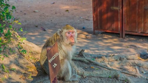 A monkey is sitting on a dirt ground next to a small wooden sign that reads 'PHOTO 2$'. The background includes trees with some green leaves and a wooden structure or shed. The atmosphere appears to be in a natural outdoor setting.