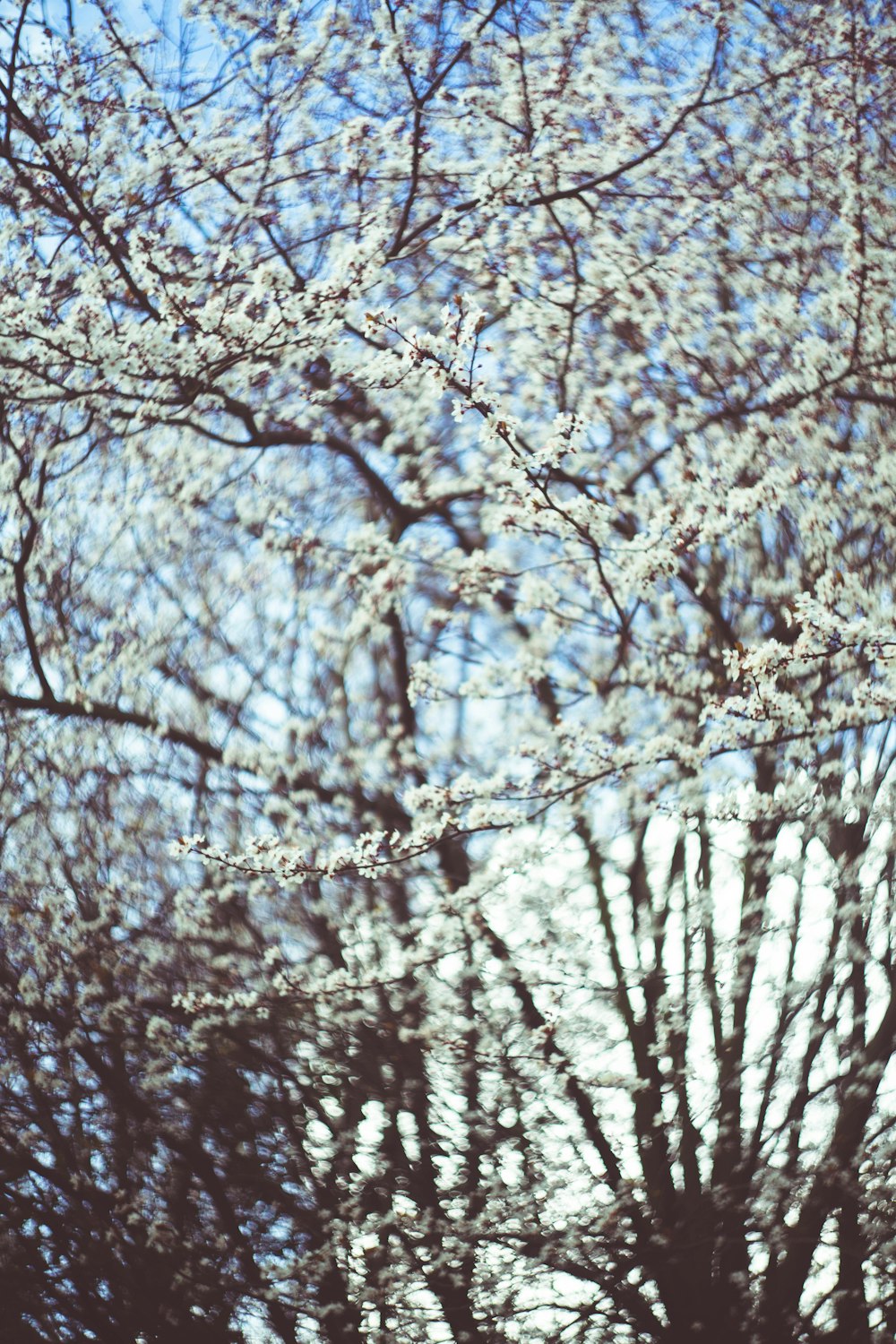 cherry blossom tree