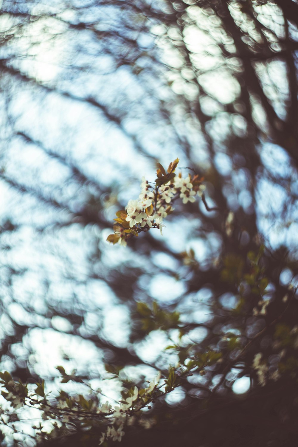 white petaled flower