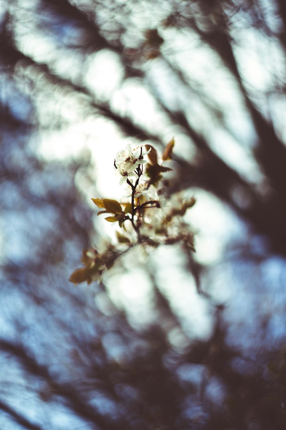 white flower